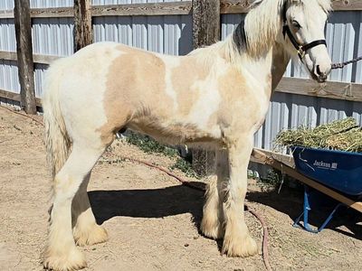 Gypsy Vanner colt buckskin tobiano