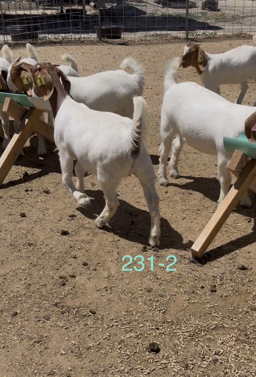 Main image 6