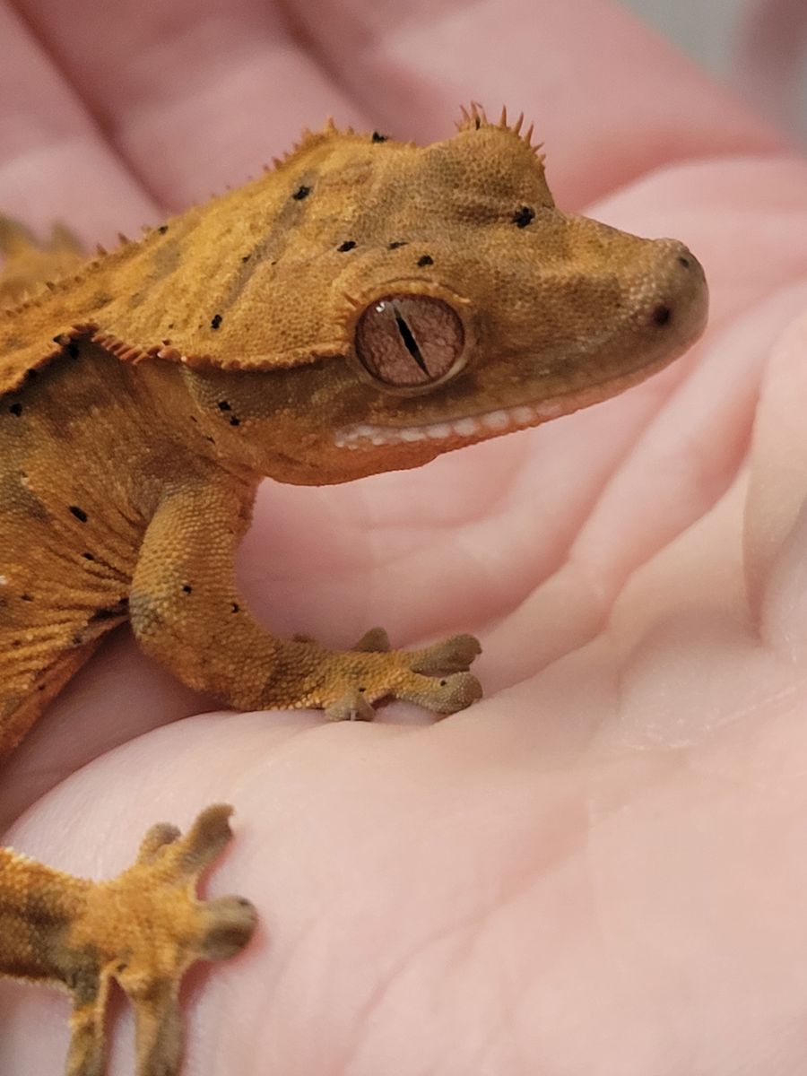 Adorable Baby Flame Dalmation Crested Gecko