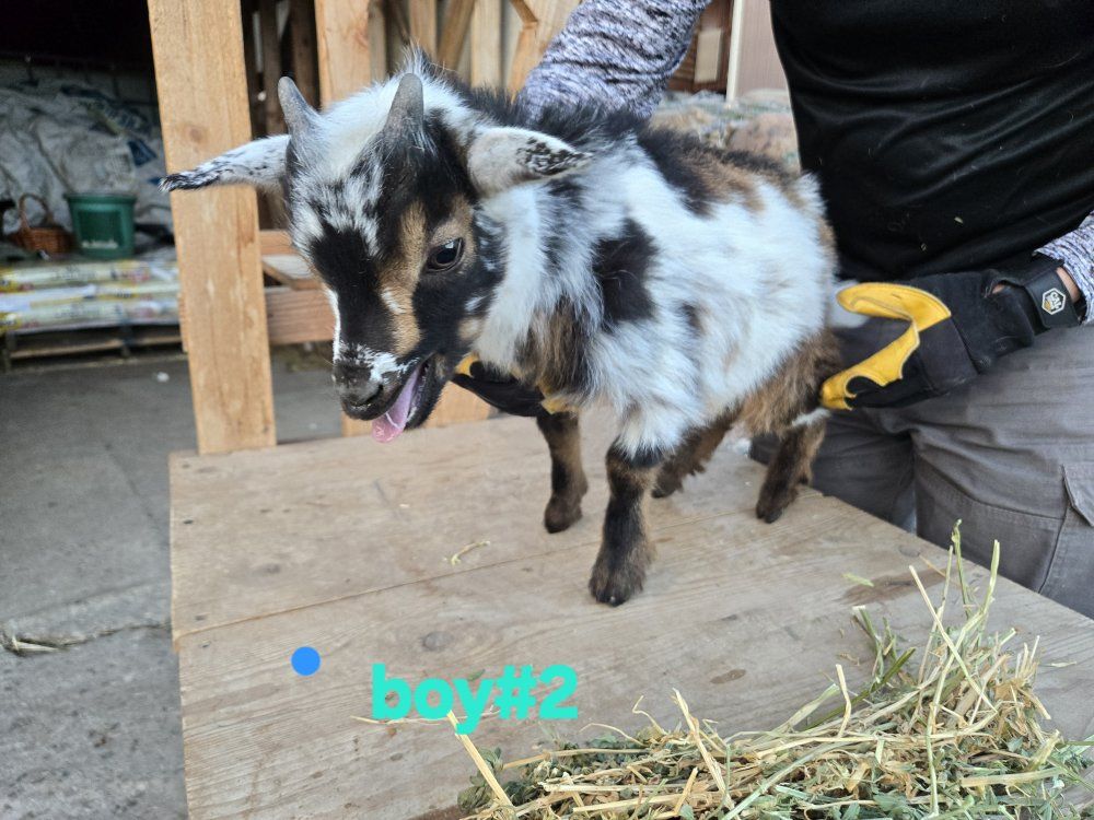 Nigerian dwarf baby goats/ kid