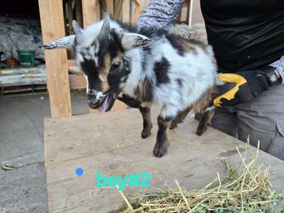 Nigerian dwarf baby goats/ kid