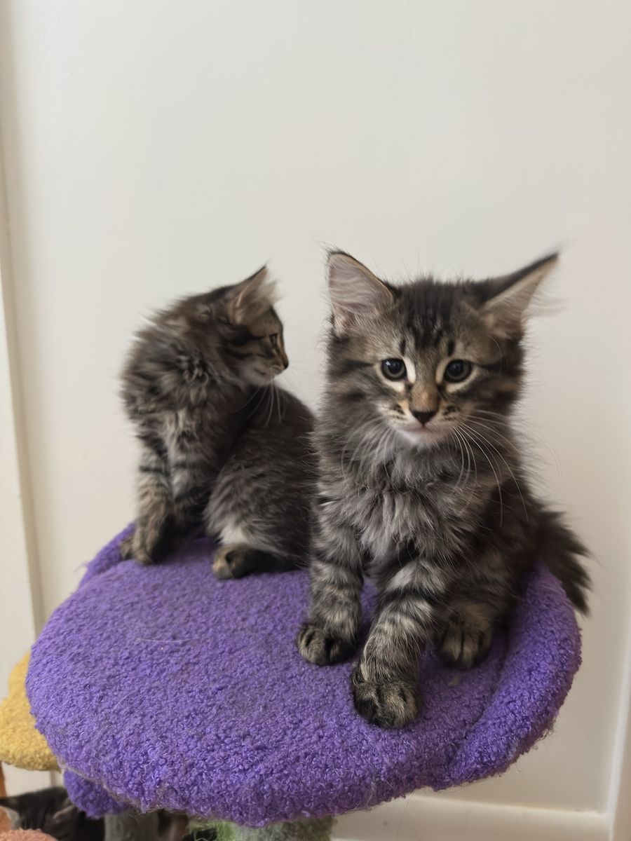Kittens
