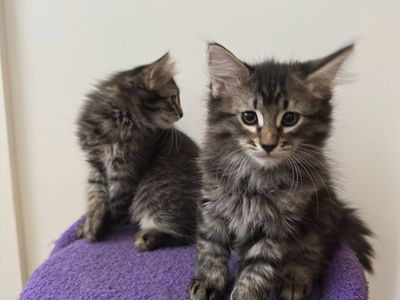 Kittens
