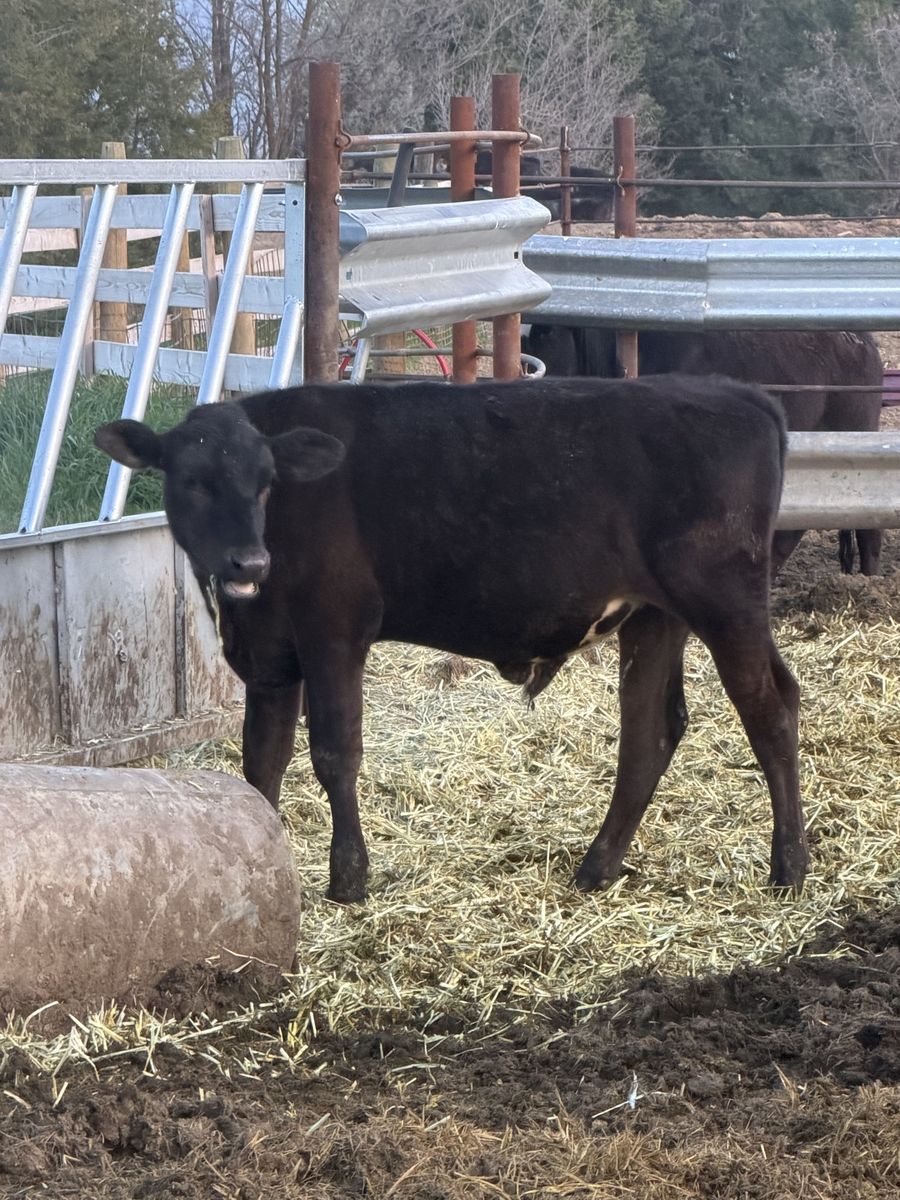 425 pound grass steer