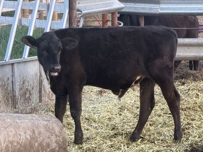 425 pound grass steer