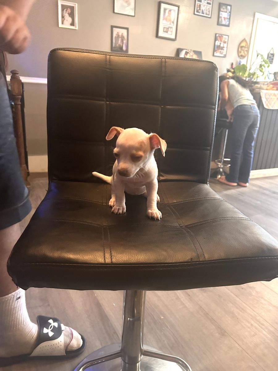 Chihuahua puppies