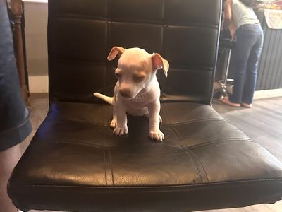 Chihuahua puppies