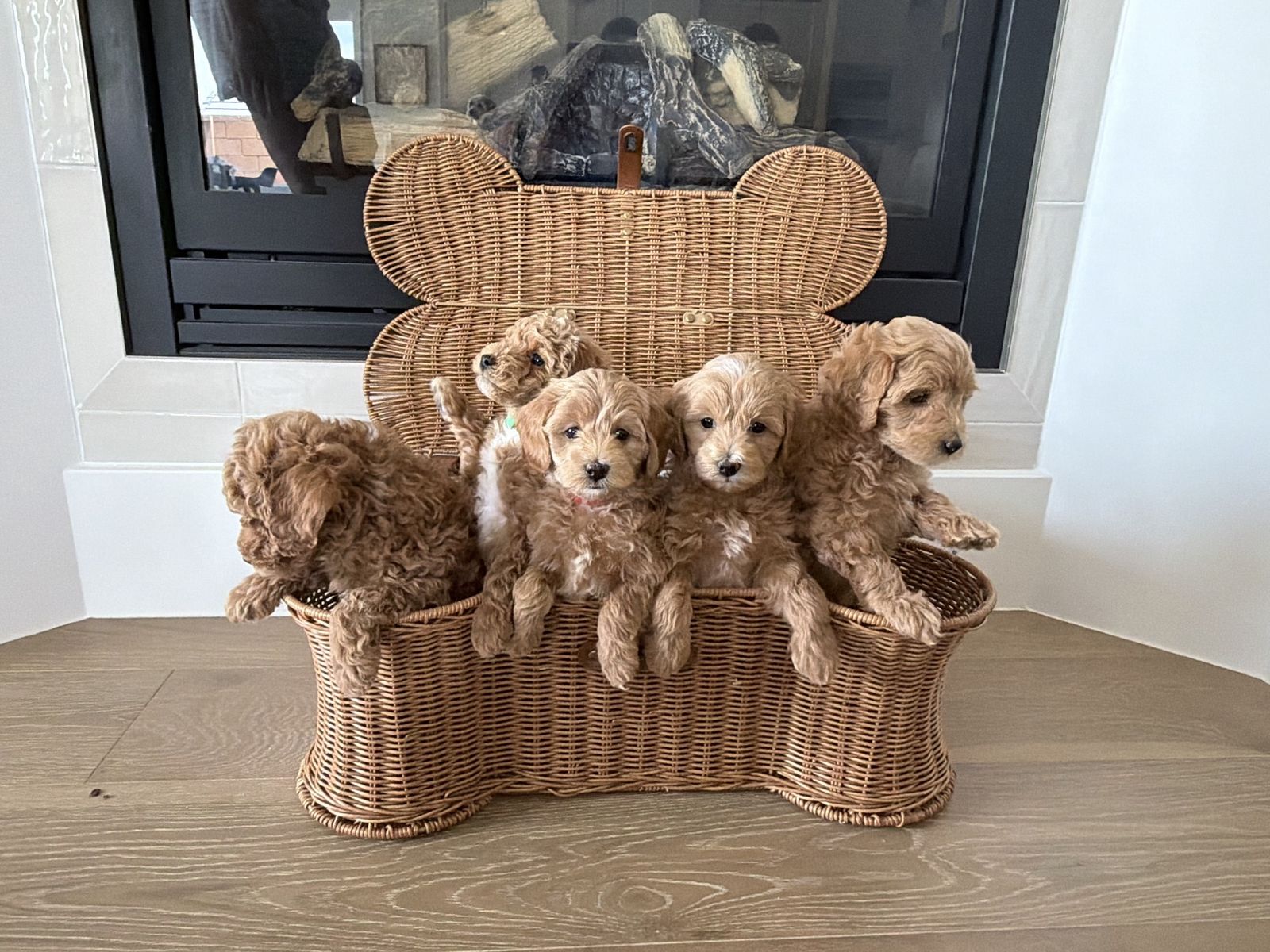 Cavapoo X Maltipoo puppies
