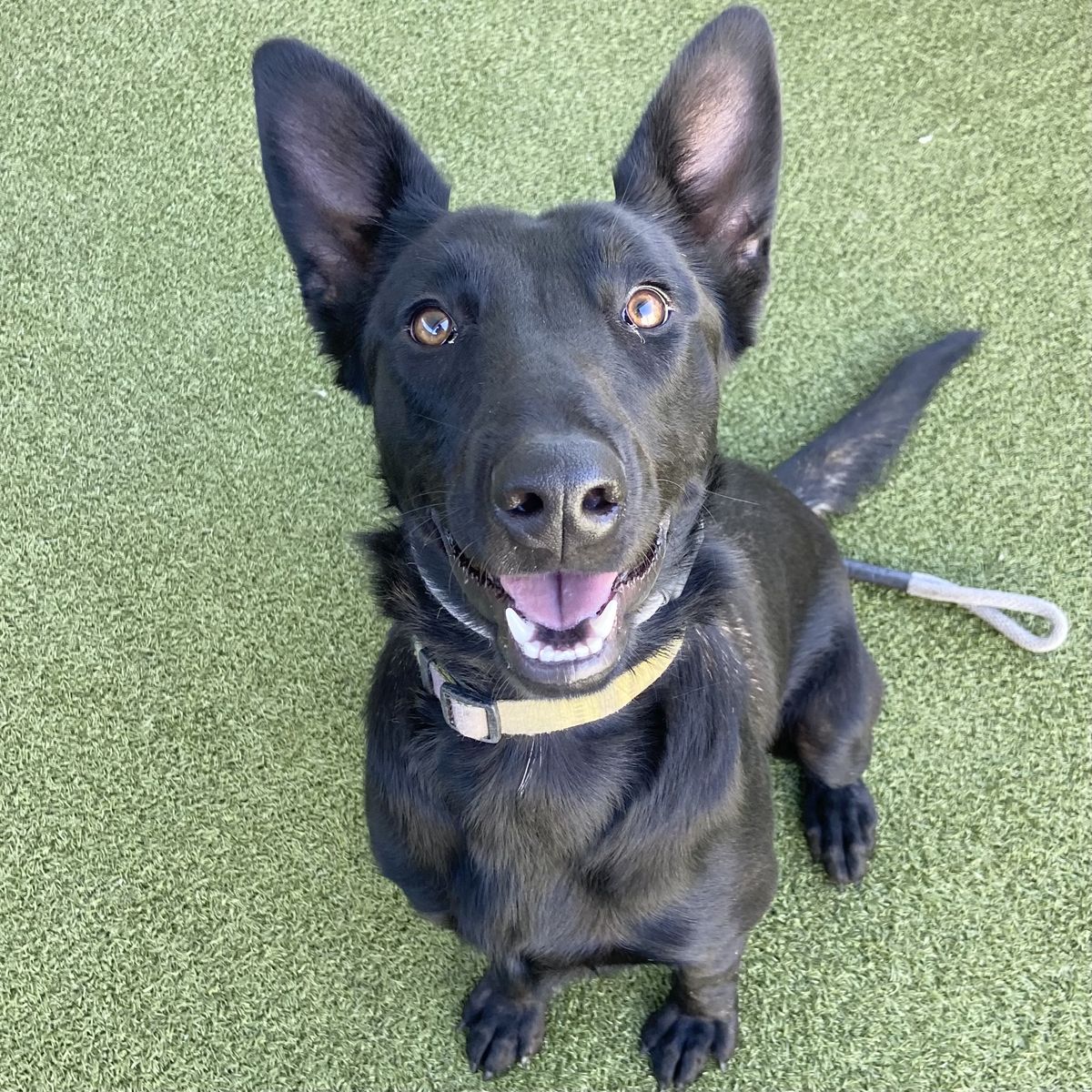 A165117 Yelena, Available for Adoption