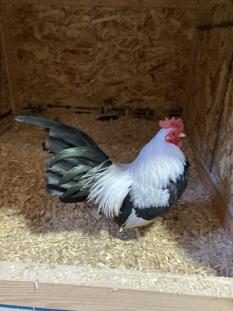 Silver Duckwing Old English Bantams