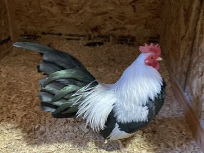 Silver Duckwing Old English Bantams