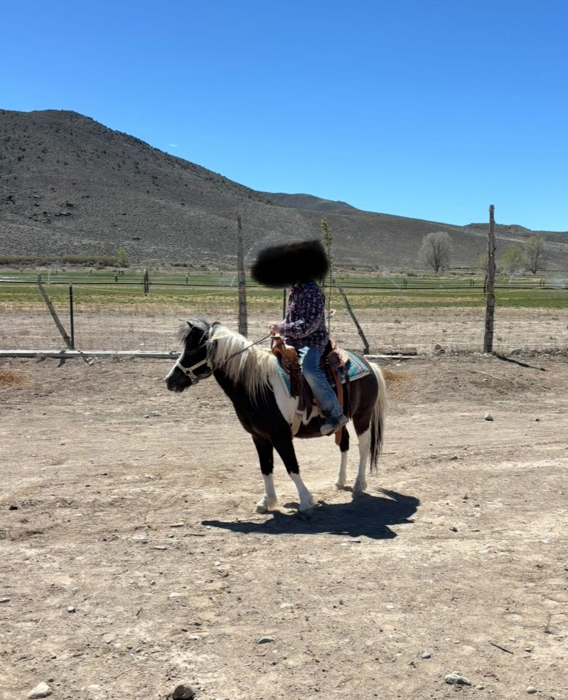 Mini Horse Gelding
