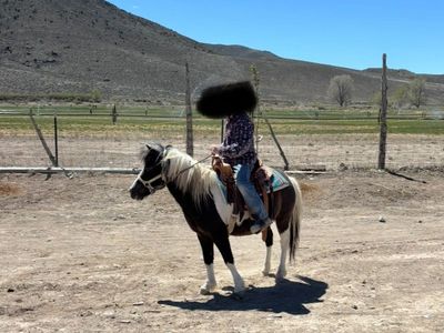 Mini Horse Gelding