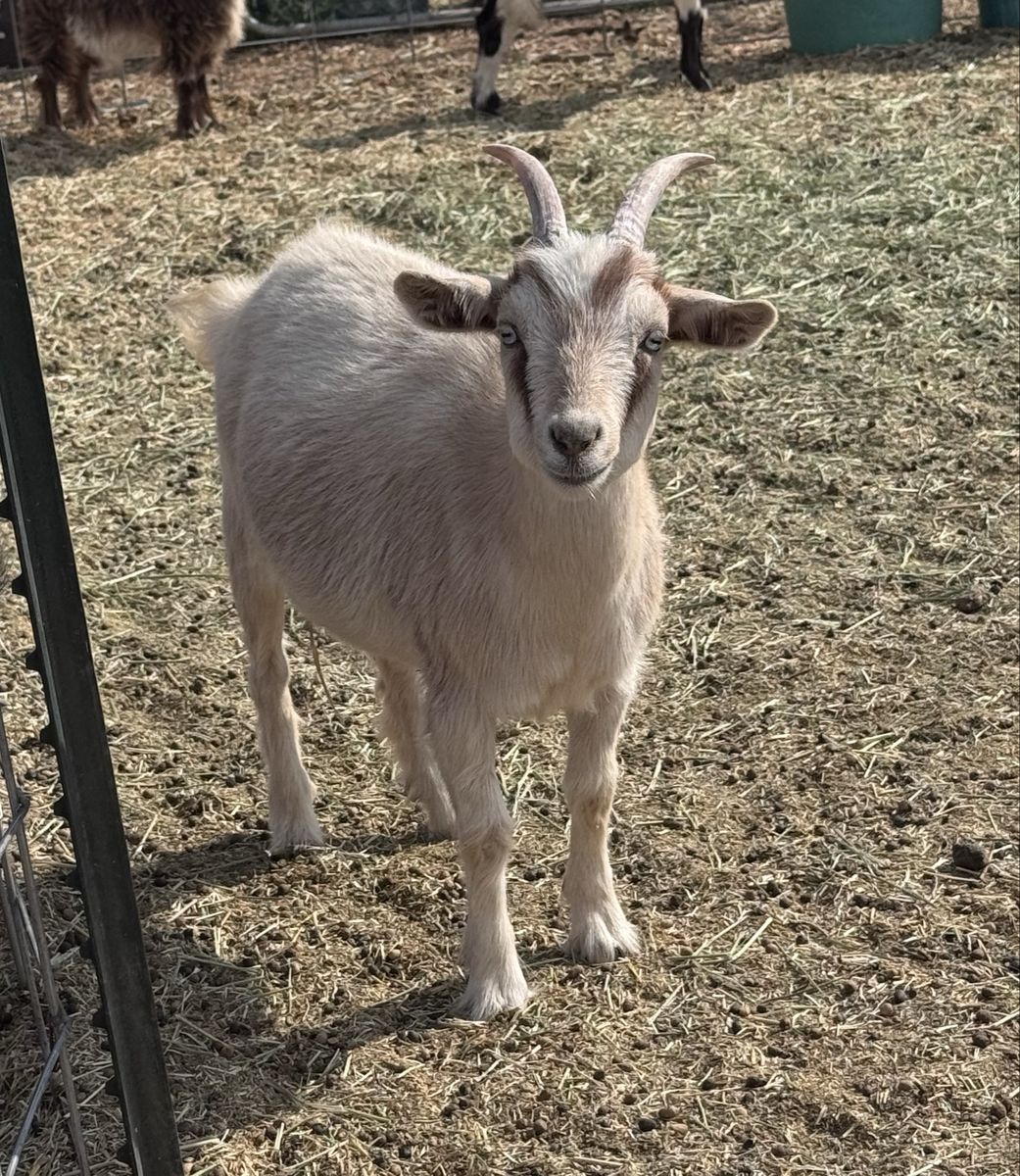 •Bean• Nigerian Dwarf X Pygmy Doe