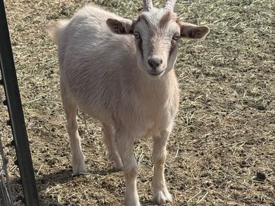 •Bean• Nigerian Dwarf X Pygmy Doe