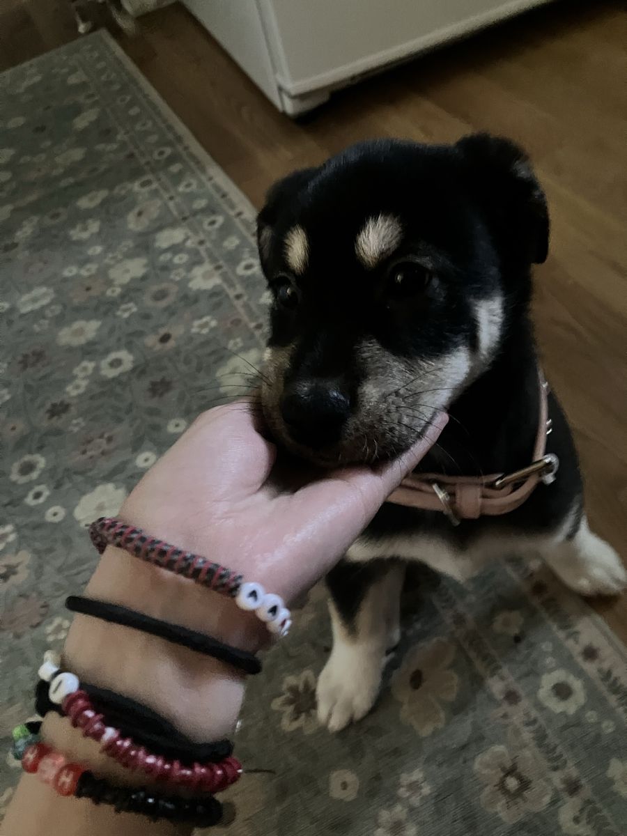 Alaskan malamute, husky, boarder collie mix  puppy