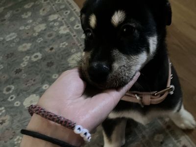 Alaskan malamute, husky, boarder collie mix puppy