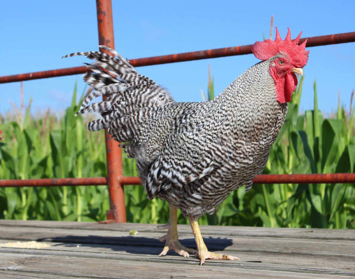 Free Rooster