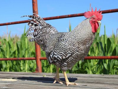 Free Rooster