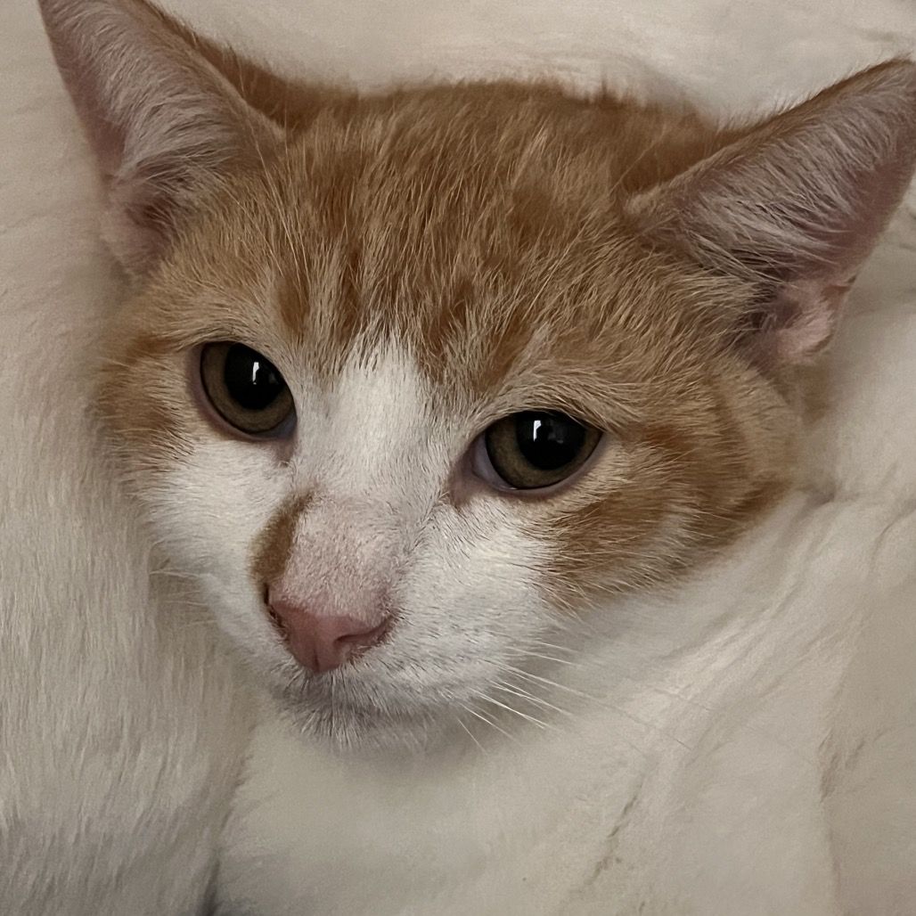 Hello my name is Dutch