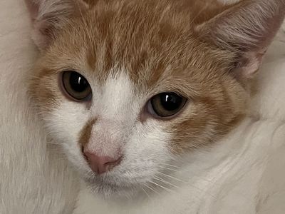 Hello my name is Dutch