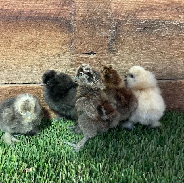 Silkie chicks