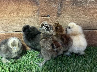 Silkie chicks