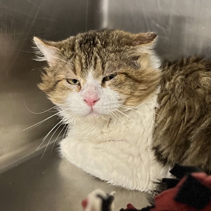 Hello my name is Thimble Fern