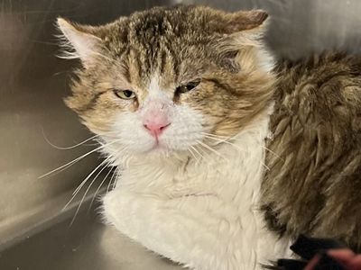 Hello my name is Thimble Fern