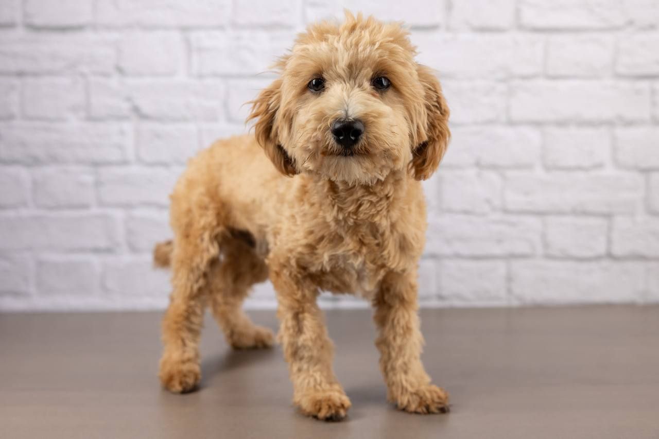 Meet Flash – Maltipoo Ready for His Forever Home!
