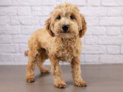 Meet Flash – Maltipoo Ready for His Forever Home!