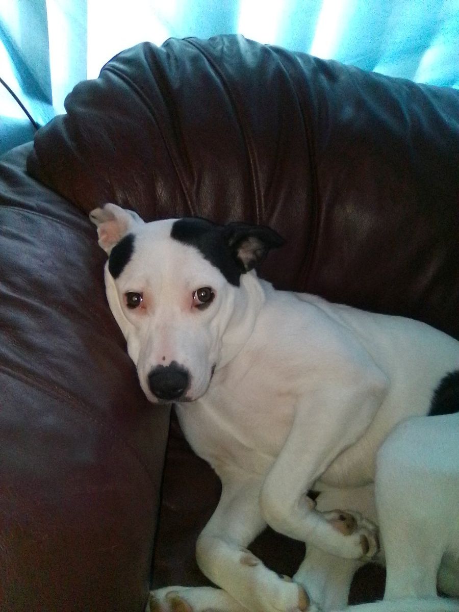 Rehoming my 9 month old puppy