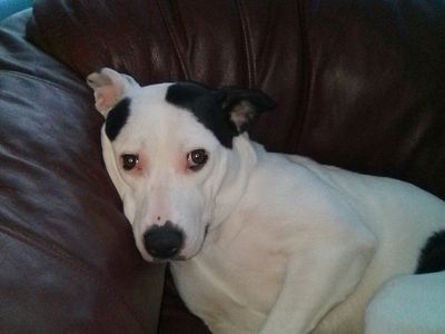 Rehoming my 9 month old puppy