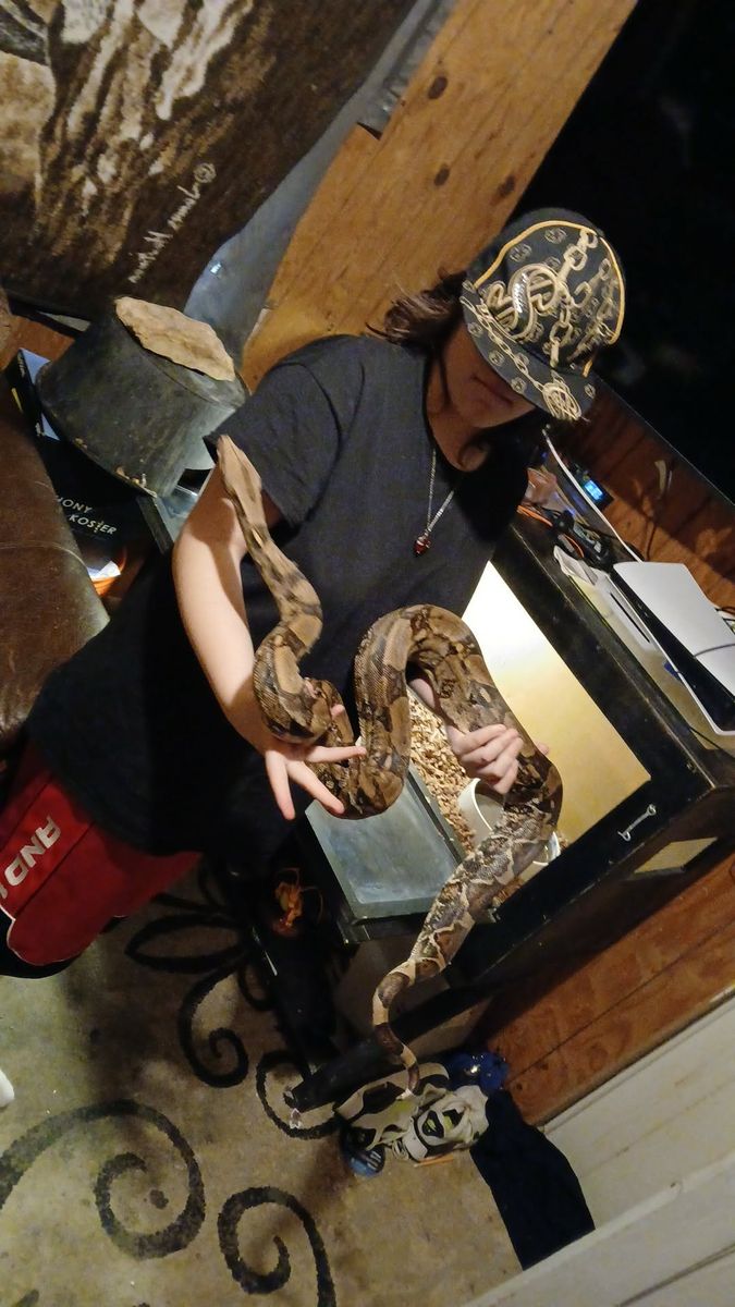 Female redtail boa with cage