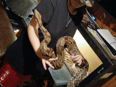 Female redtail boa with cage