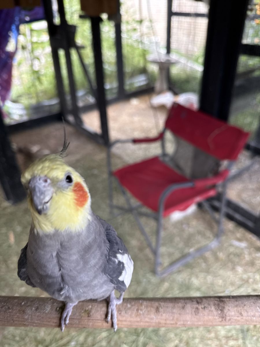 Cockatiel