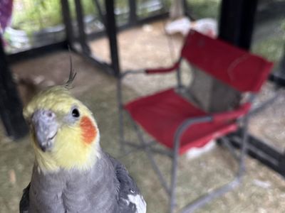 Cockatiel
