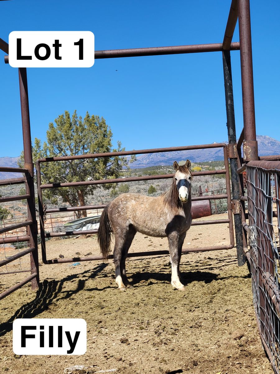 Unhandled colts and fillies