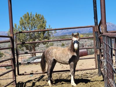 Unhandled colts and fillies