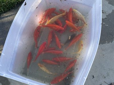 Free Goldfish