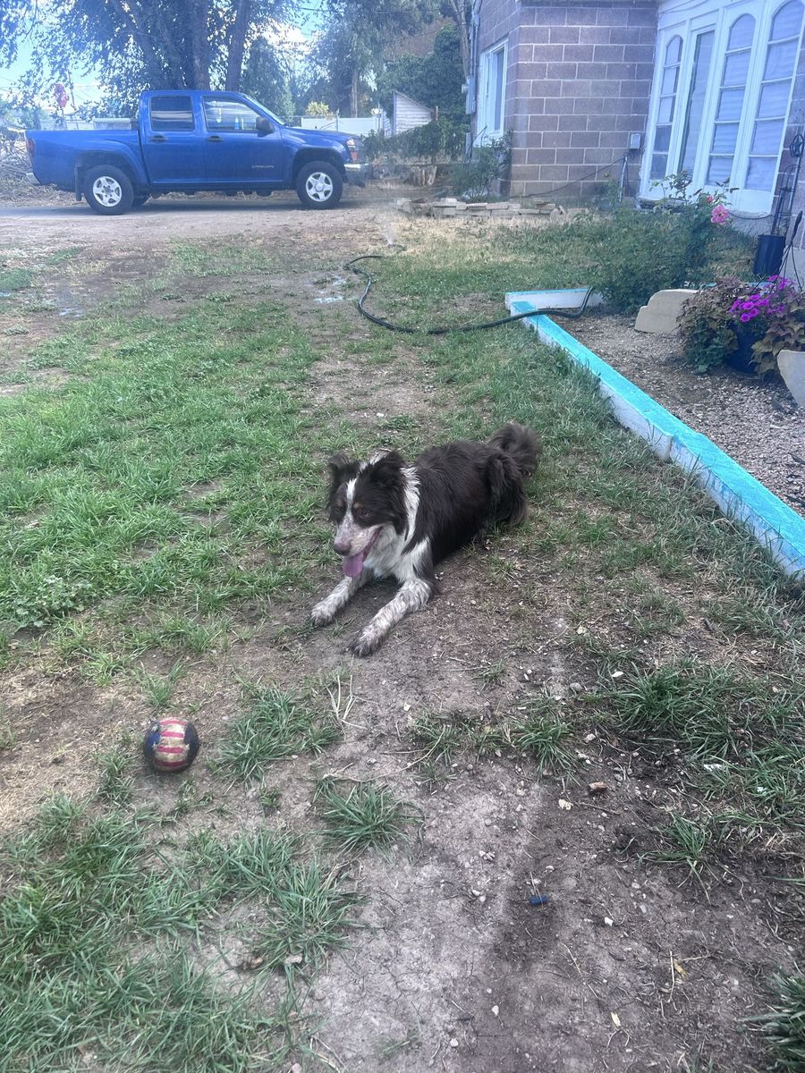 Heeler