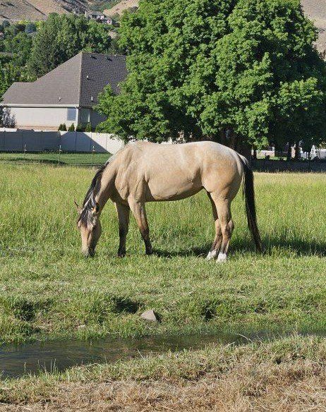 AQHA Buckskin Mare