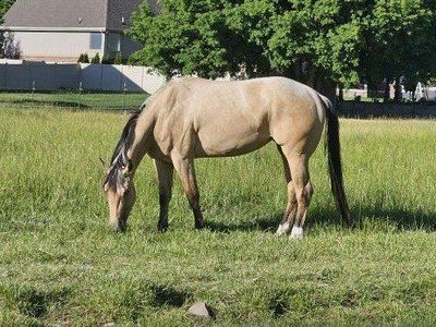 AQHA Buckskin Mare