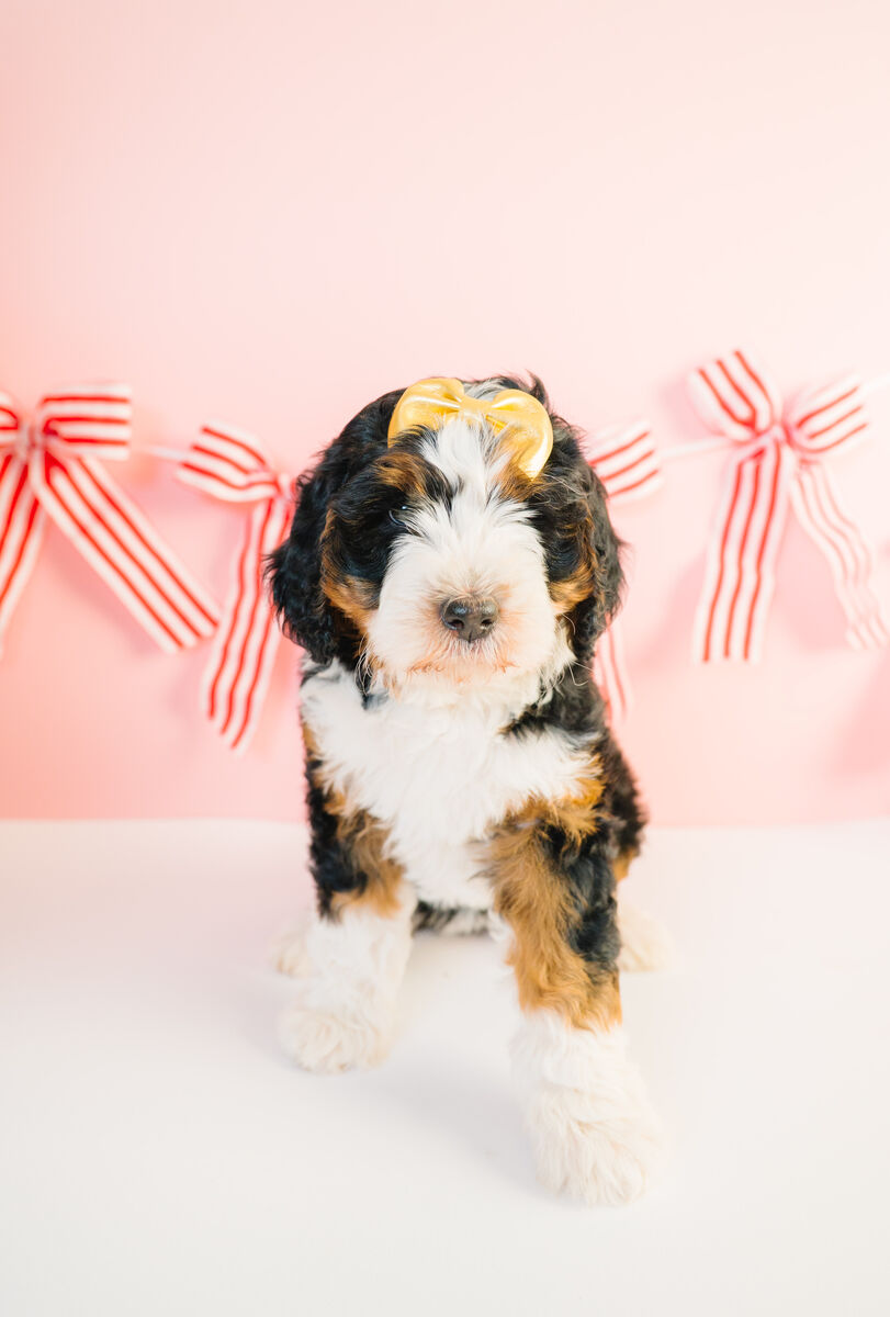 Mini Bernedoodle