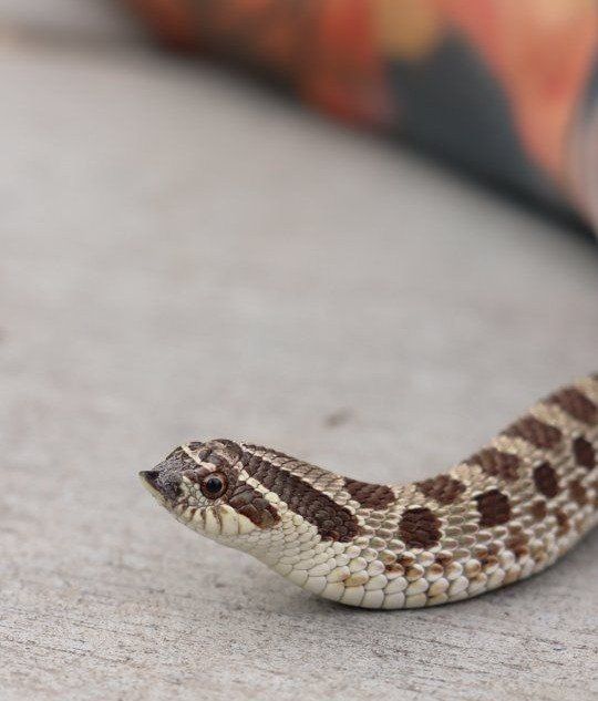 Normal Het Lav Female Hognose Snake
