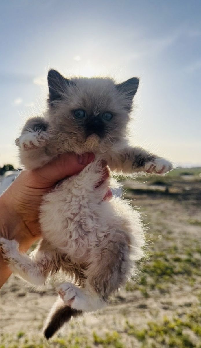 7 week old Ragdoll kitten