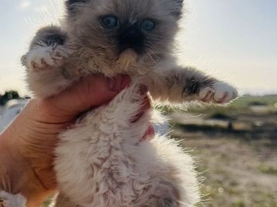 7 week old Ragdoll kitten