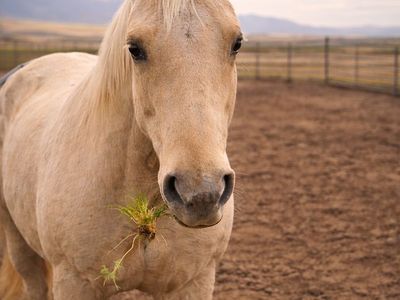 Palomino Mare Project / companion Horse