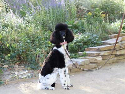 AKC Standard Poodle Puppies