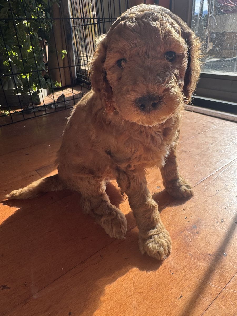 Golden Doodles F1b Mini